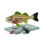 Fish Model